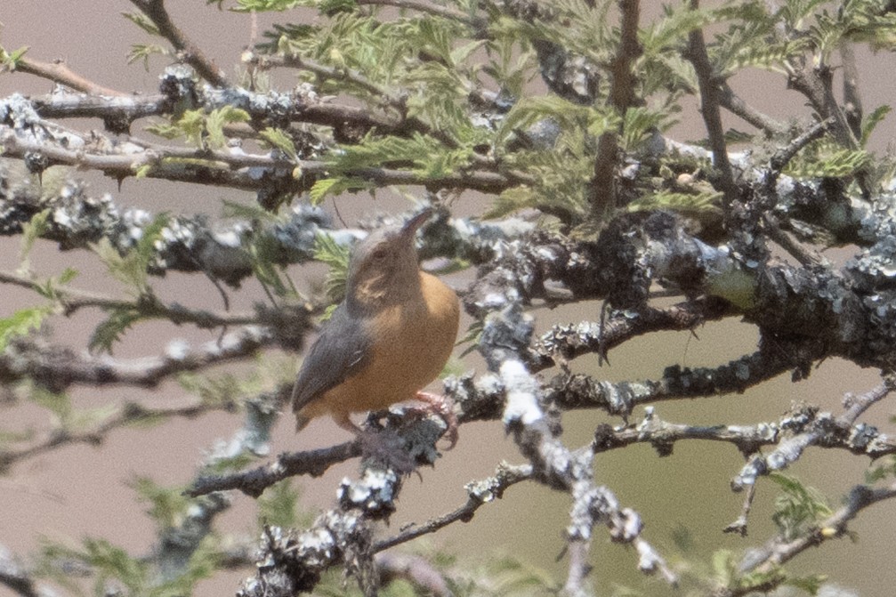 Red-faced Crombec - ML642408210