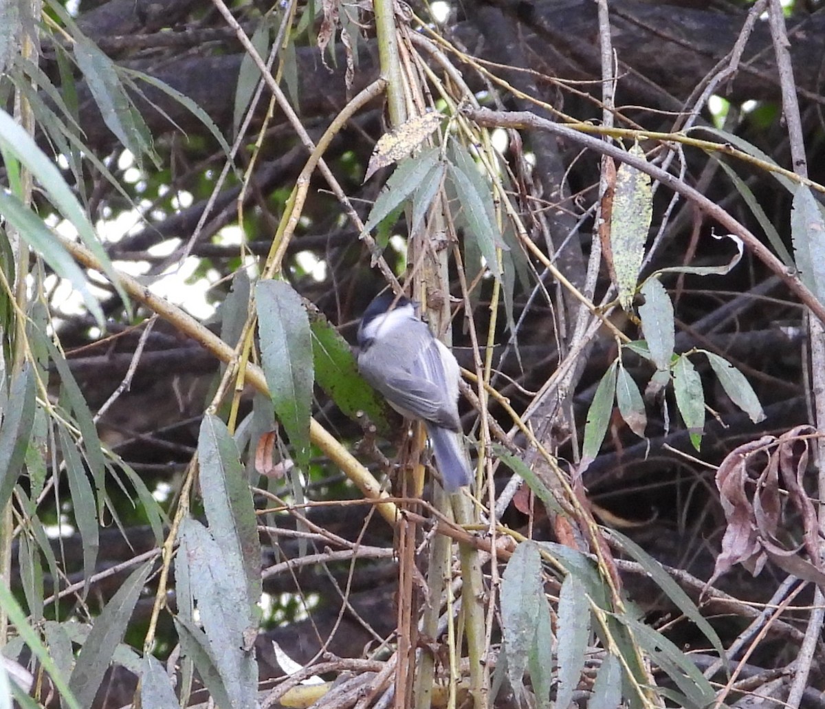 Carolina Chickadee - ML642408216