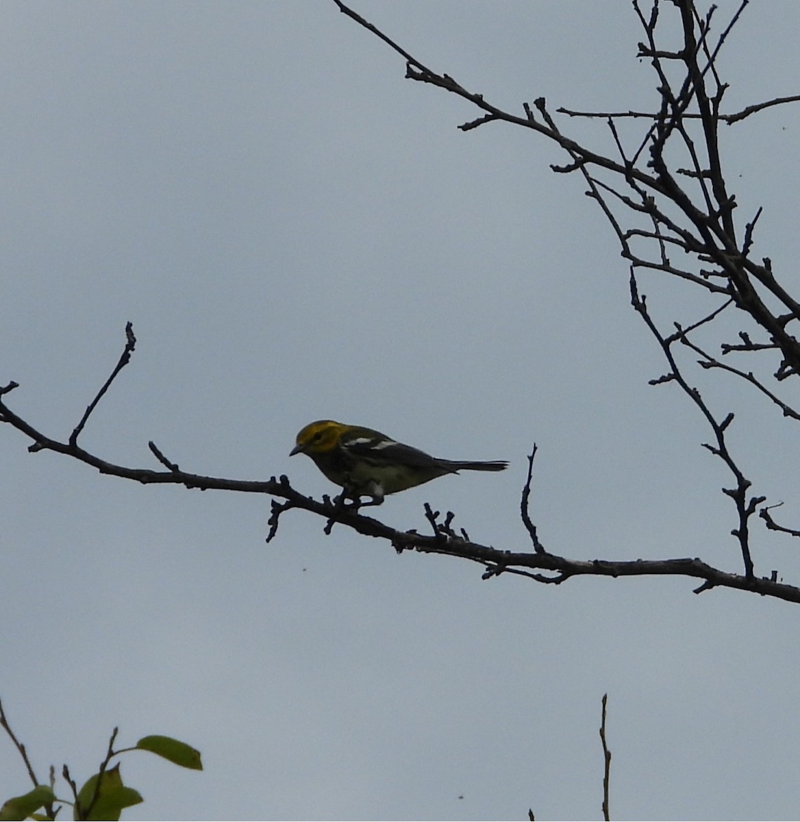 Black-throated Green Warbler - ML642408223