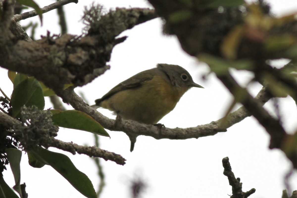 Nashville Warbler - ML642408226