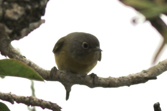 Nashville Warbler - ML642408227