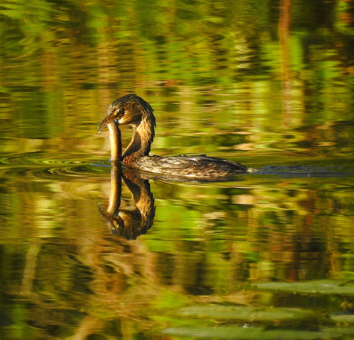 Pied-billed Grebe - ML642408239