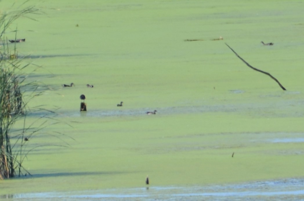Common Gallinule - ML642408253