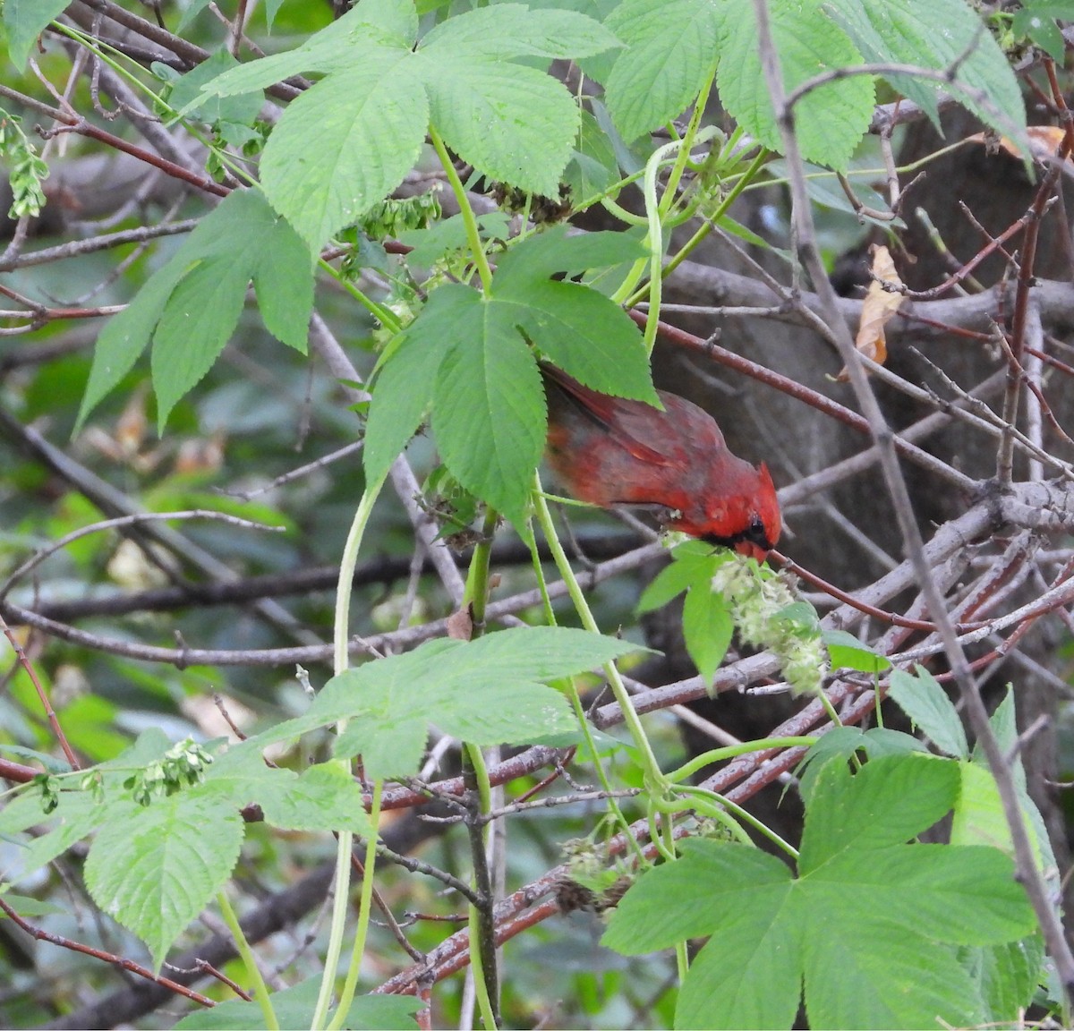 Northern Cardinal - ML642408254