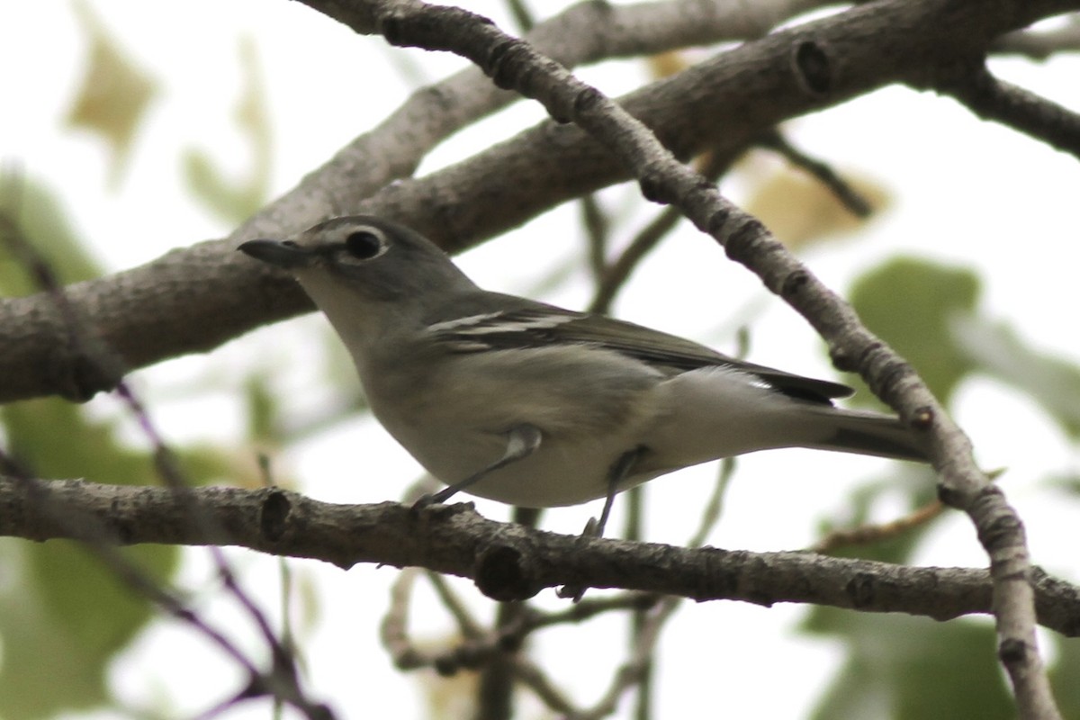Plumbeous Vireo - ML642408264