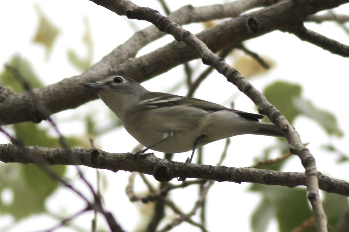 Plumbeous Vireo - ML642408265
