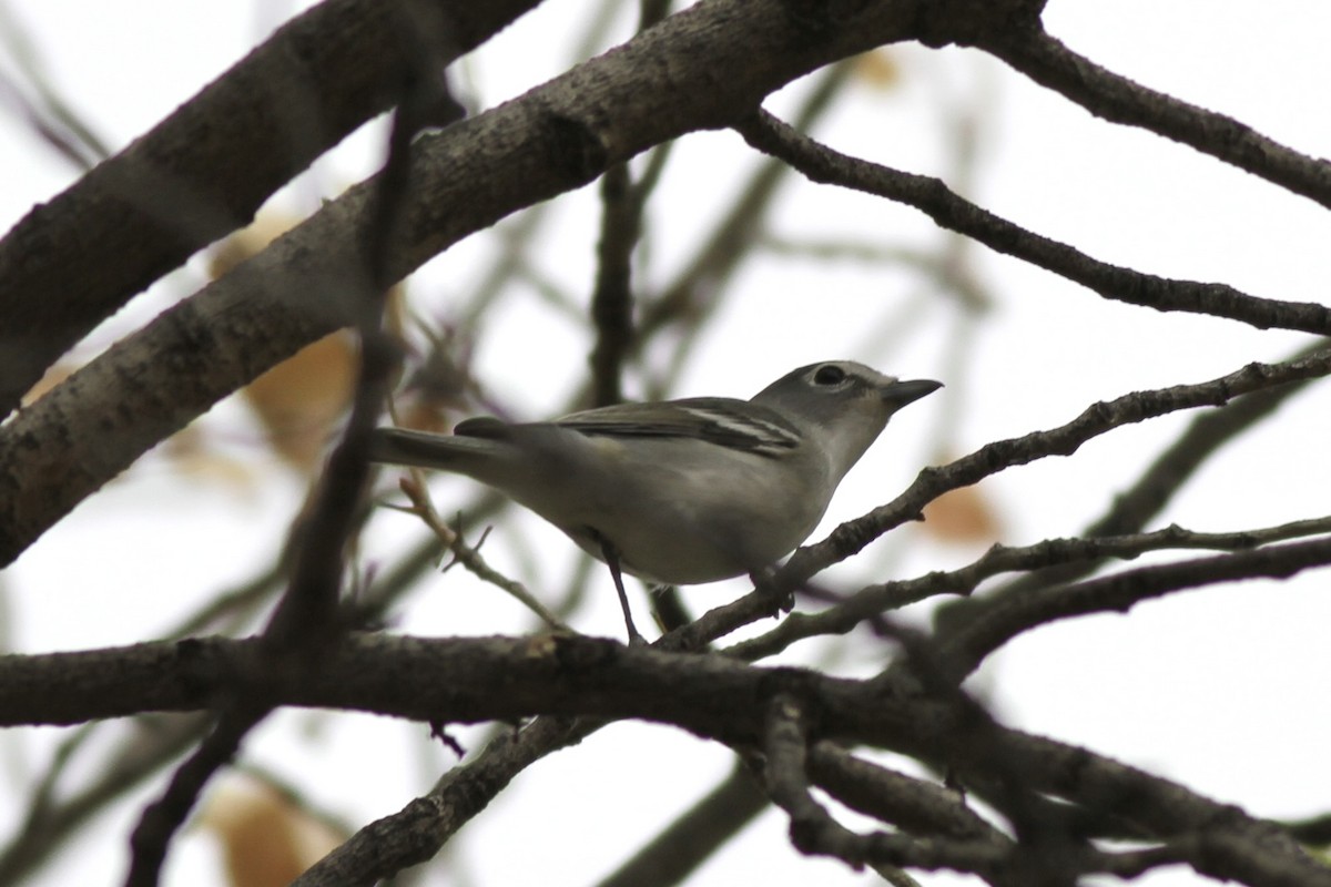 Plumbeous Vireo - ML642408266