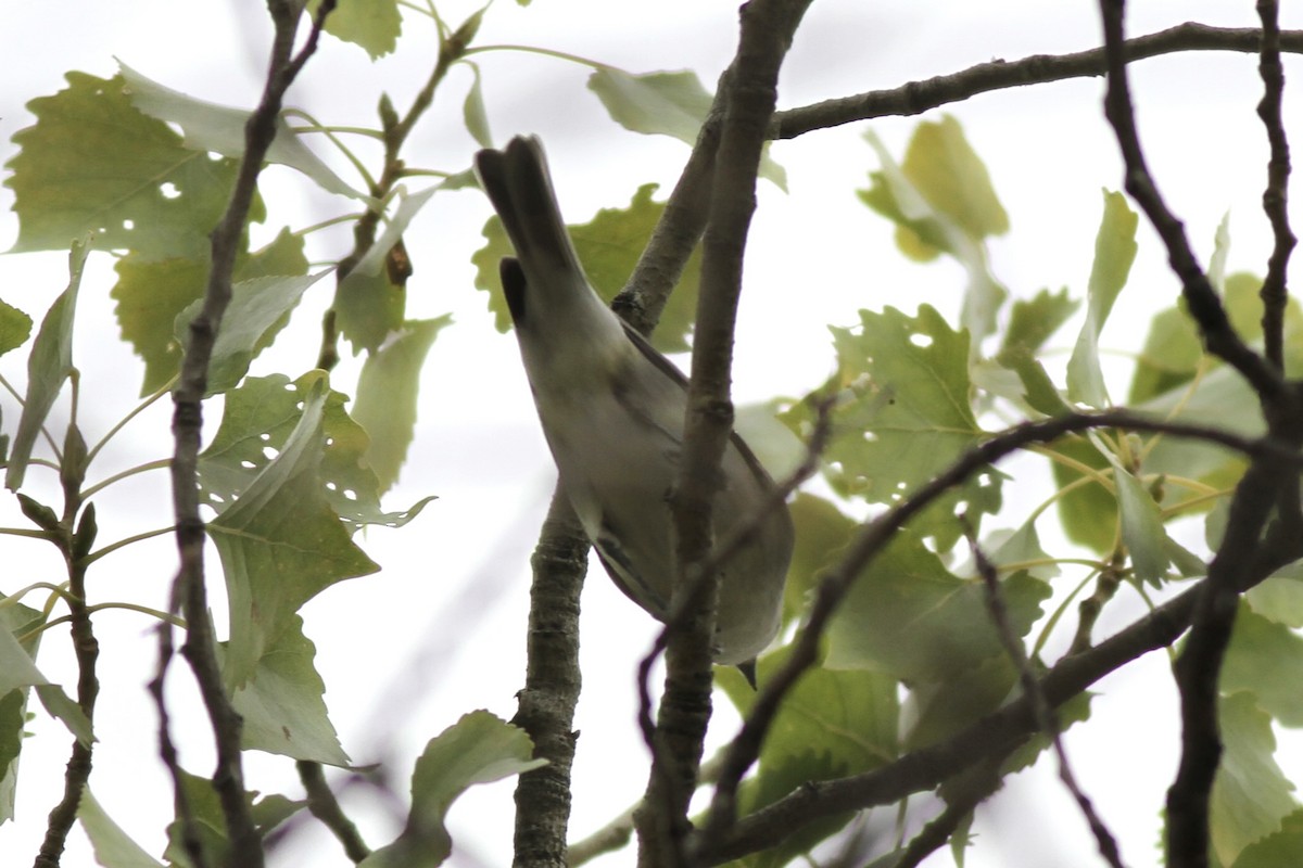 Plumbeous Vireo - ML642408267