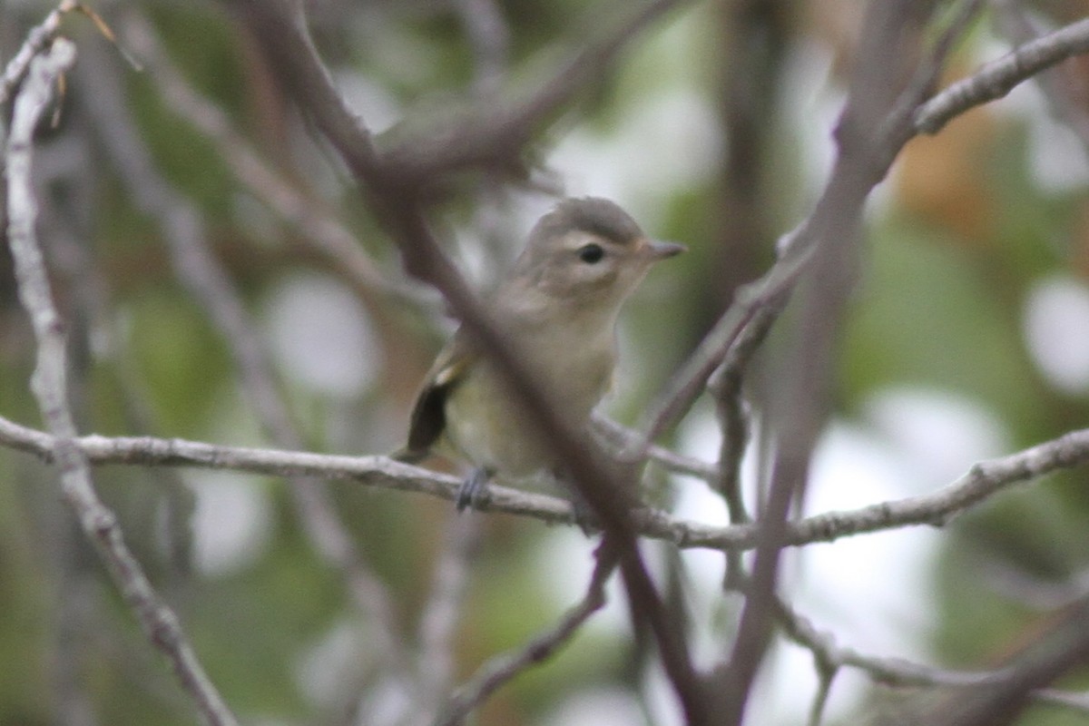 Western Warbling Vireo - ML642408272