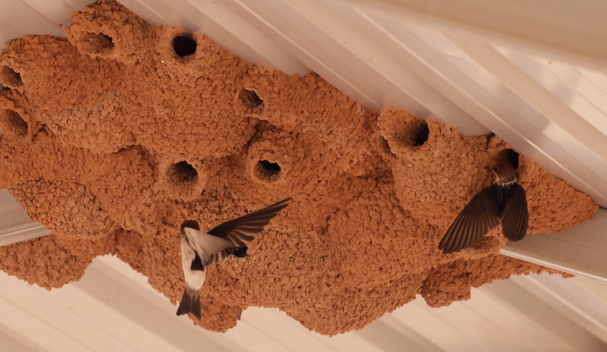 Fairy Martin - ML642408275