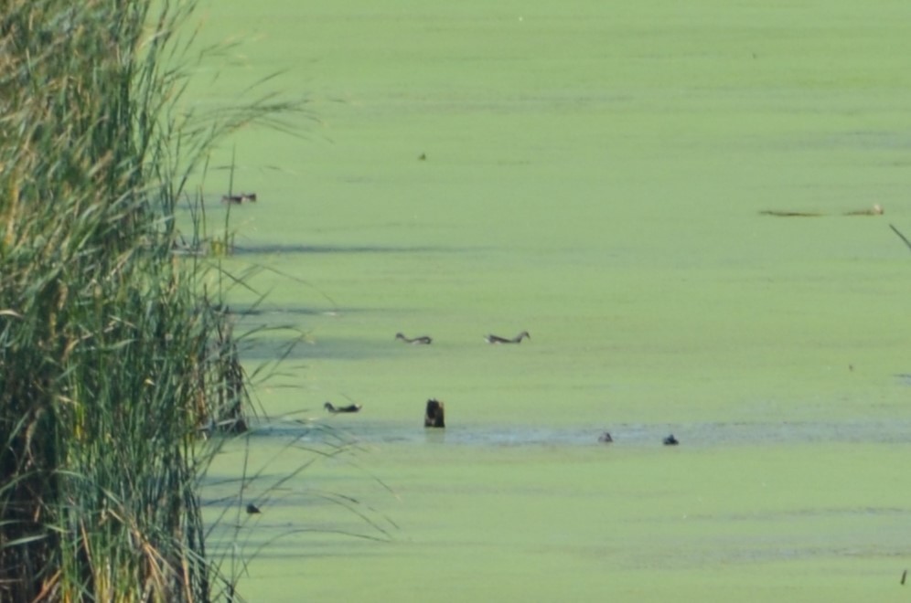 Common Gallinule - ML642408281