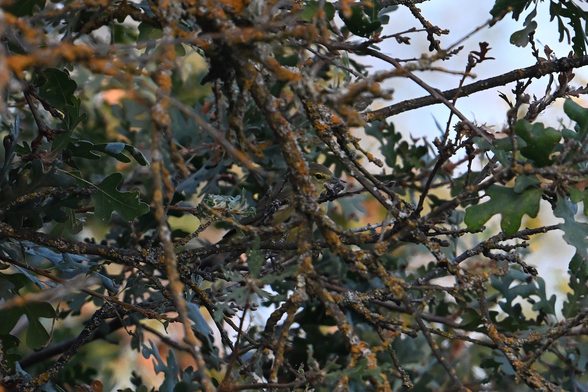 oransjekroneparula - ML642408282