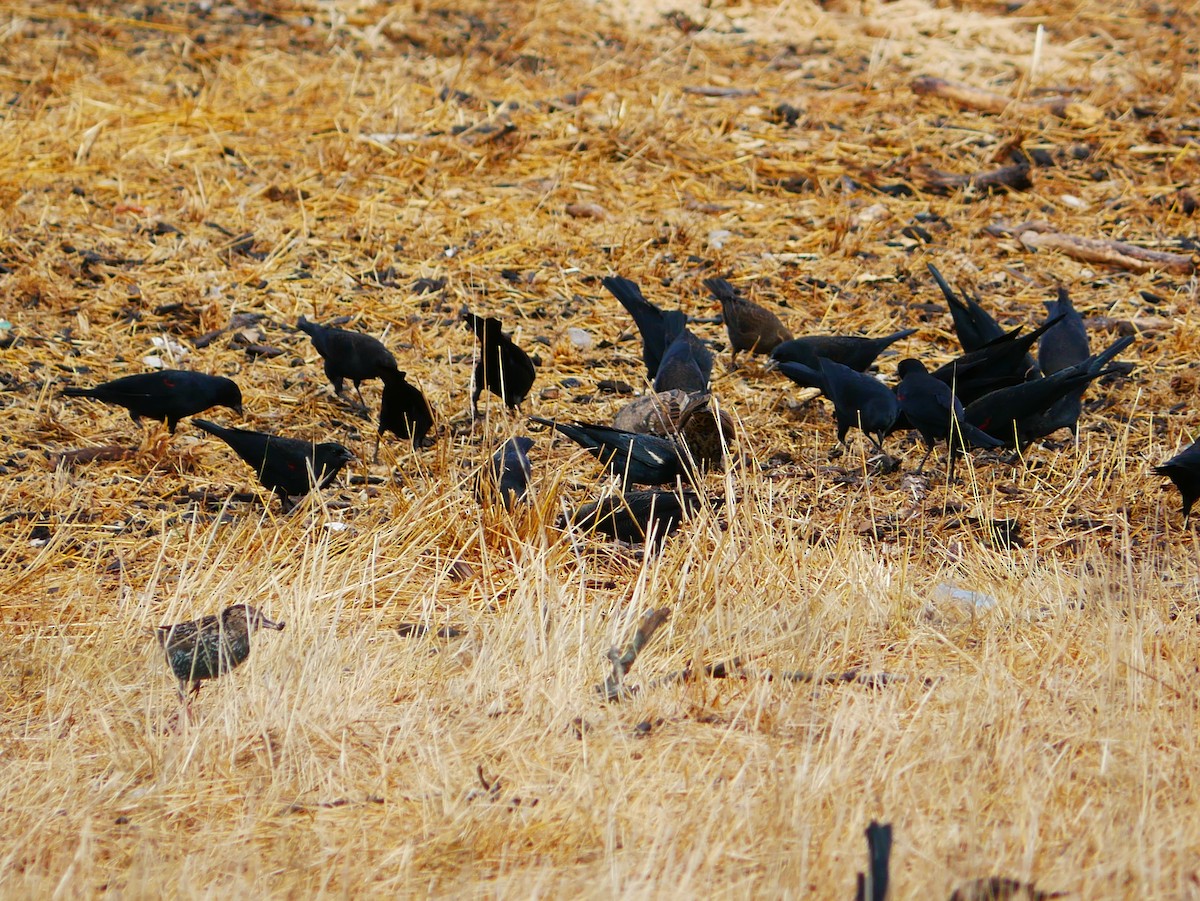Red-winged Blackbird (California Bicolored) - ML642408287
