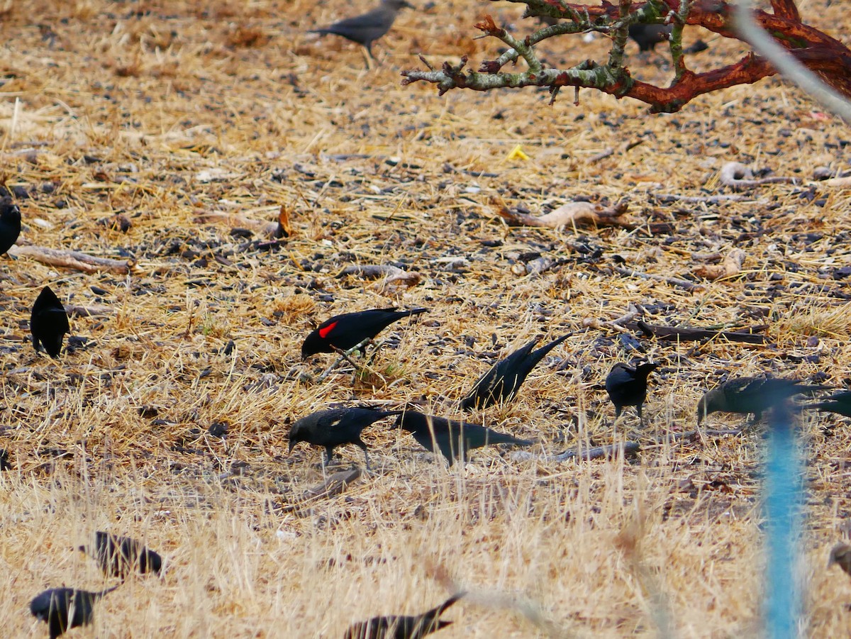 Red-winged Blackbird (California Bicolored) - ML642408288