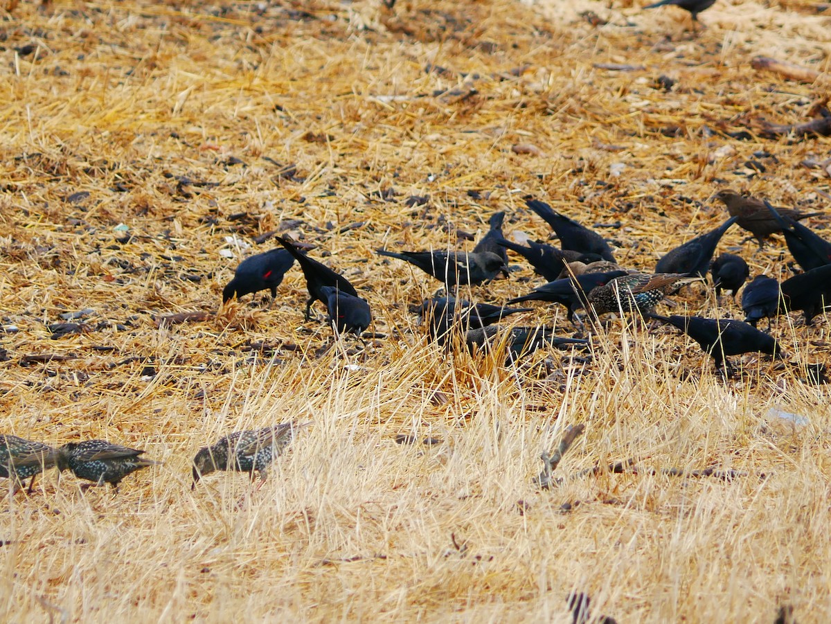 Red-winged Blackbird (California Bicolored) - ML642408289