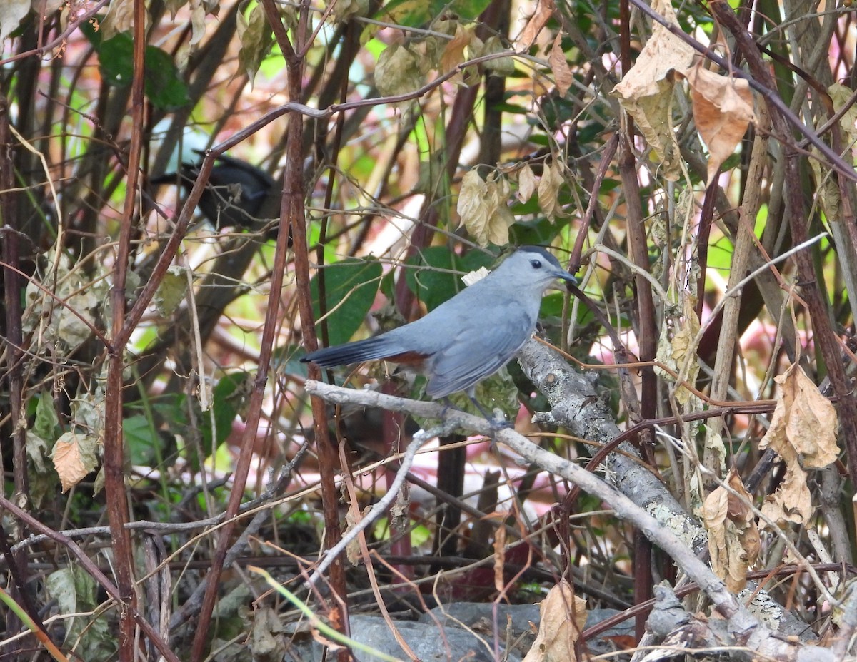 Gray Catbird - ML642408290