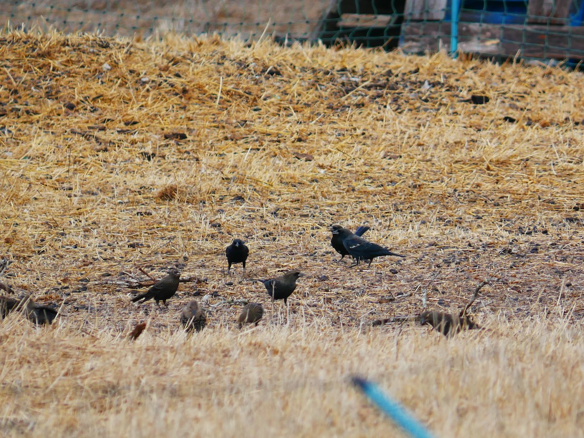 Red-winged Blackbird (California Bicolored) - ML642408291