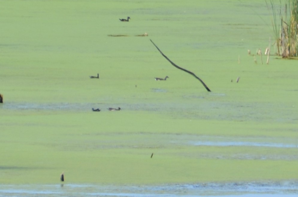 Common Gallinule - ML642408294