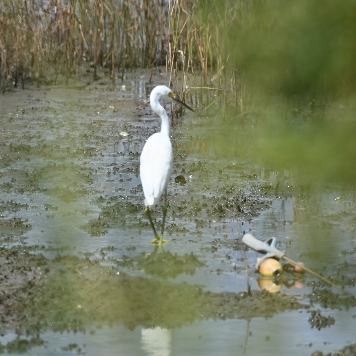 Snowy Egret - ML642408299