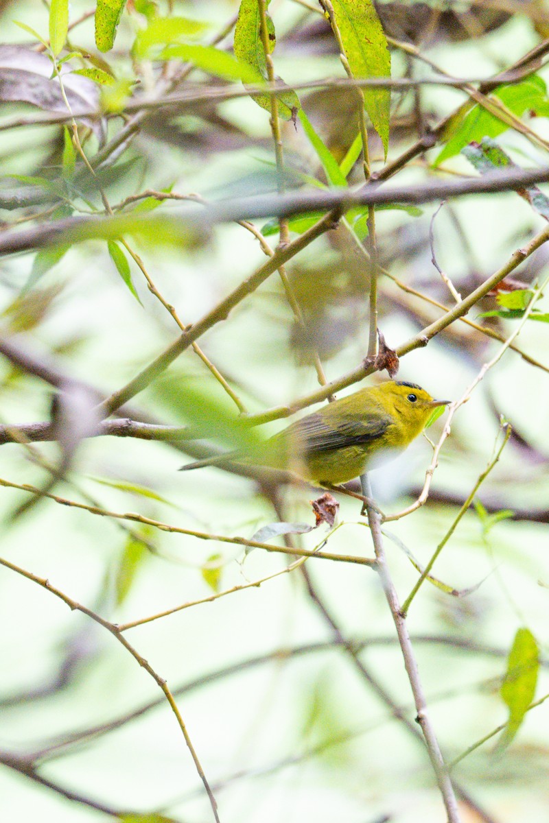 Wilson's Warbler - ML642408301