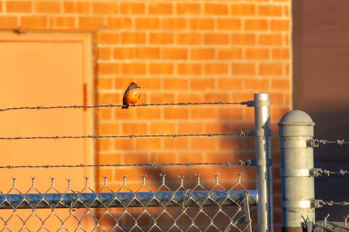 Vermilion Flycatcher - ML642408302