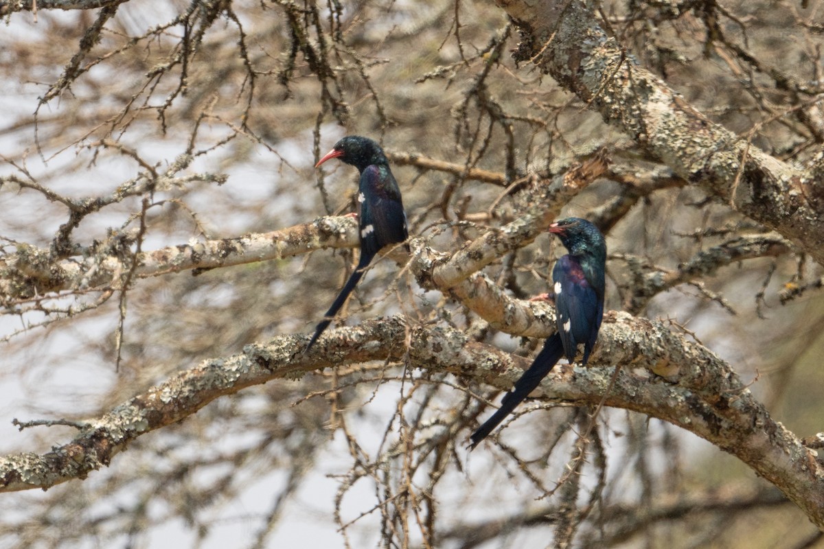 Green Woodhoopoe - ML642408305
