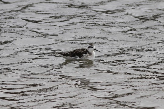 Red-necked Phalarope - ML642408306
