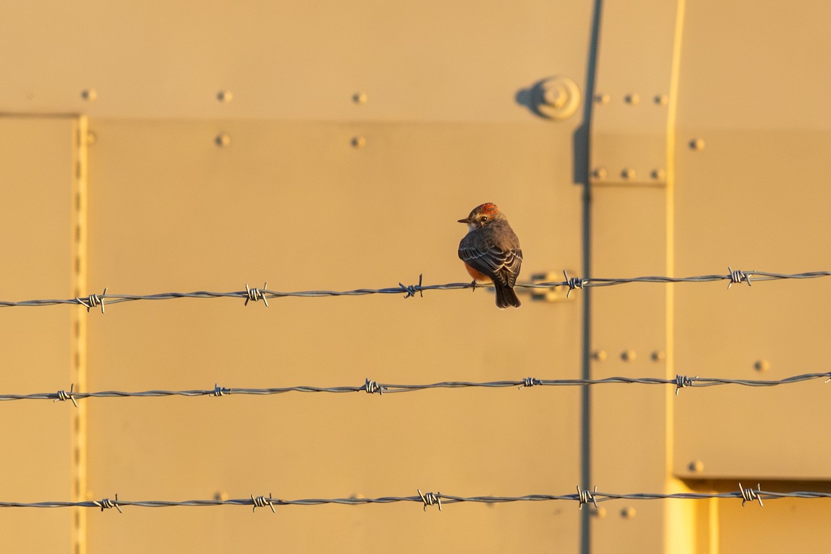 Vermilion Flycatcher - ML642408307