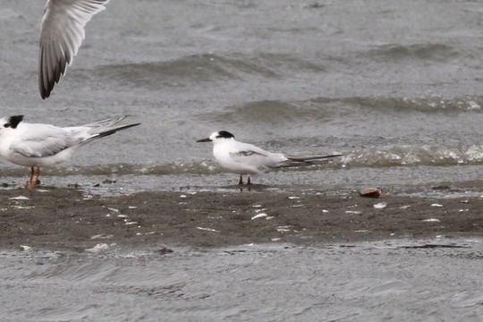 Common Tern - ML642408309