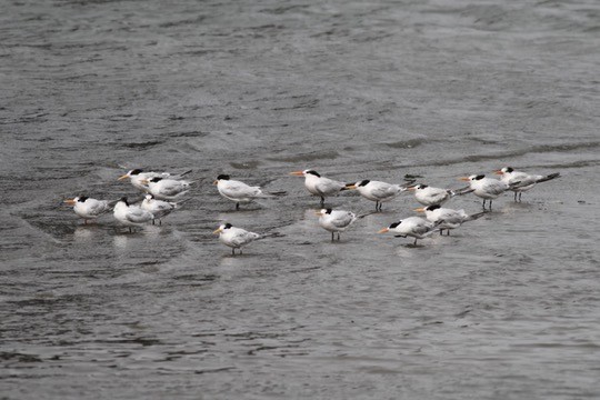Elegant Tern - ML642408315