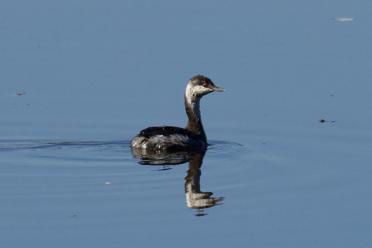 Horned Grebe - ML642408316