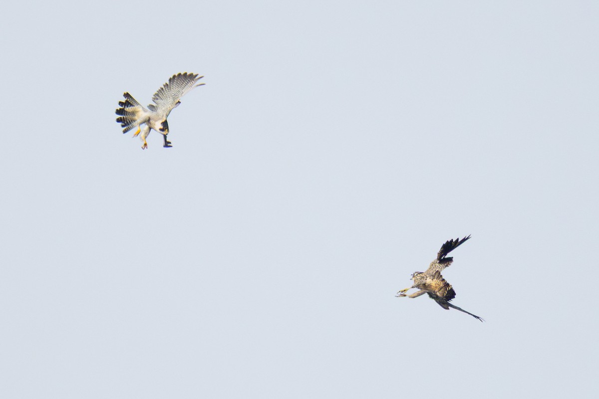 Peregrine Falcon - ML642408317