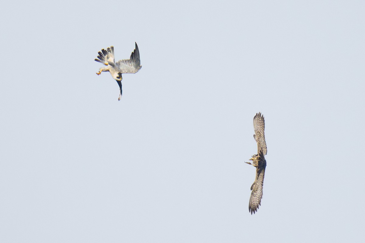 Peregrine Falcon - ML642408318