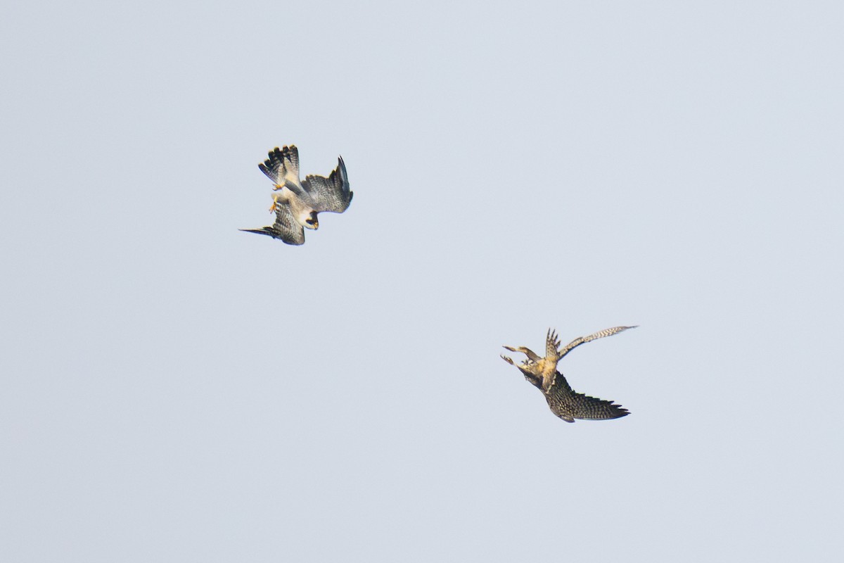 Peregrine Falcon - ML642408319