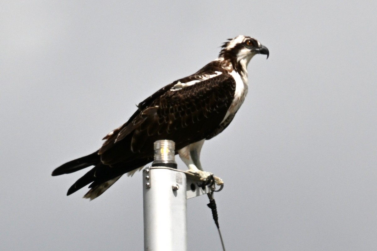 Osprey - ML642408320