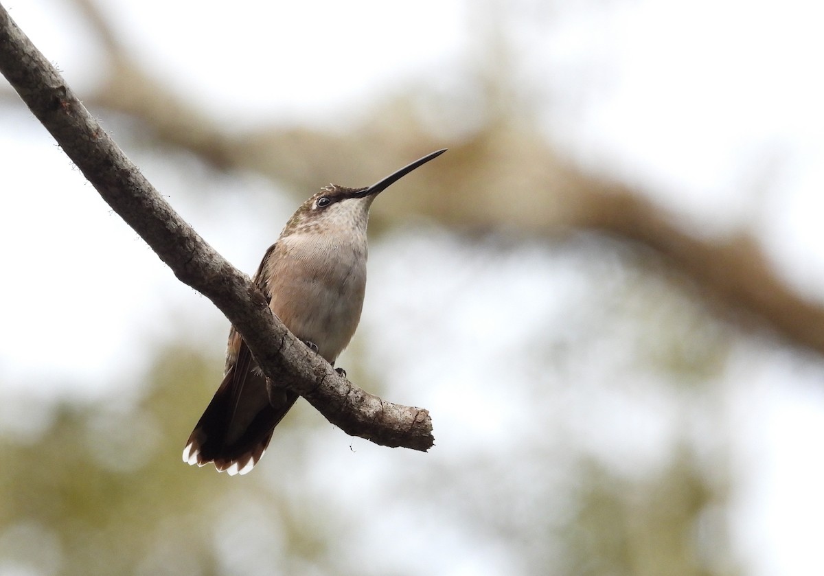 Ruby-throated Hummingbird - ML642408323