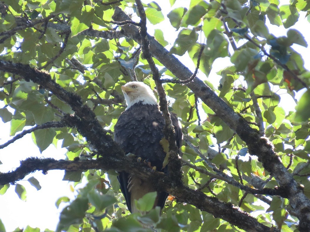 Bald Eagle - ML642408324