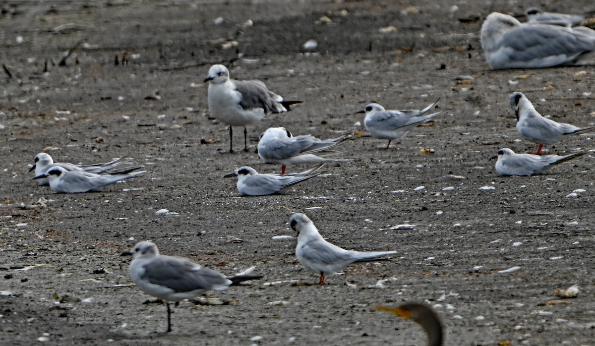 Forster's Tern - ML642408327