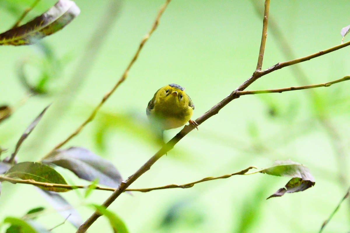 Wilson's Warbler - ML642408328