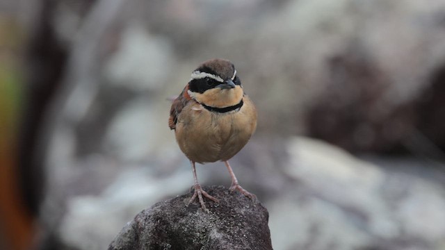 cerradomånesmett (torquata/rufescens) - ML642408330