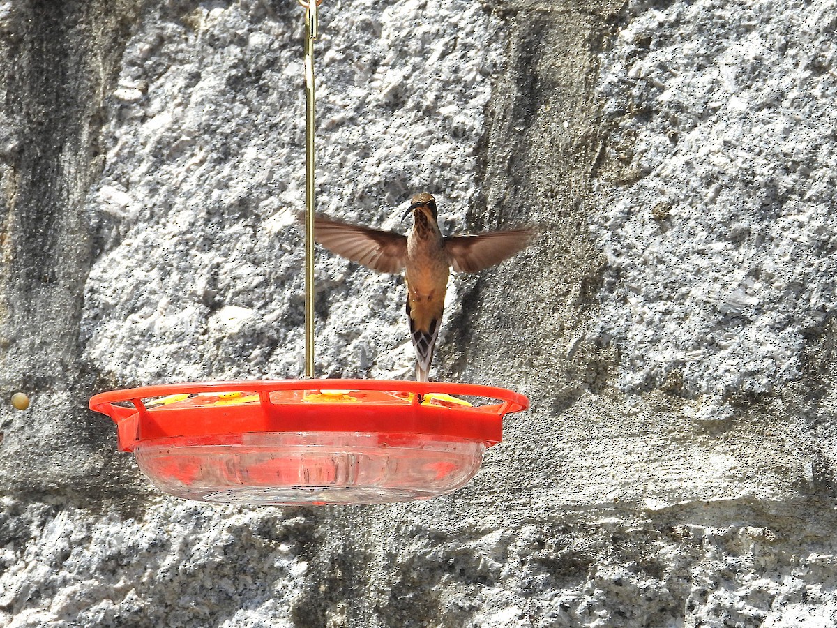 Scale-throated Hermit - ML642408334