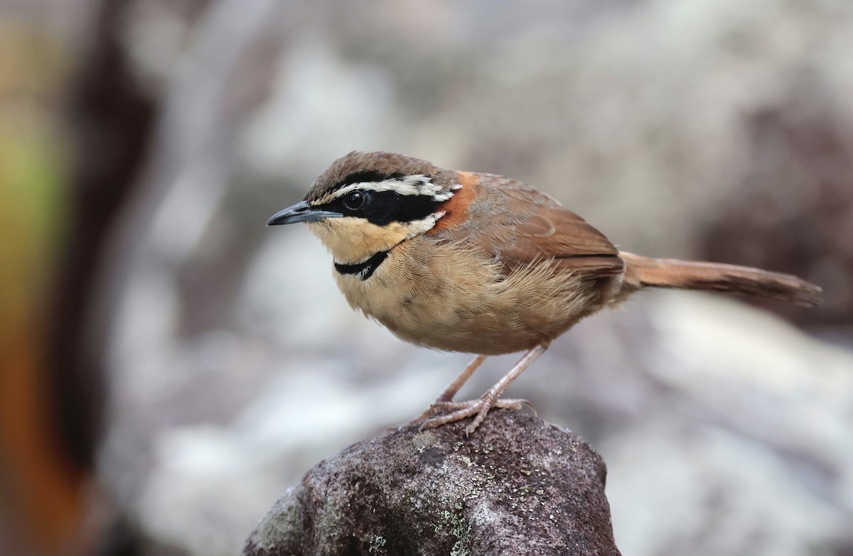 cerradomånesmett (torquata/rufescens) - ML642408339