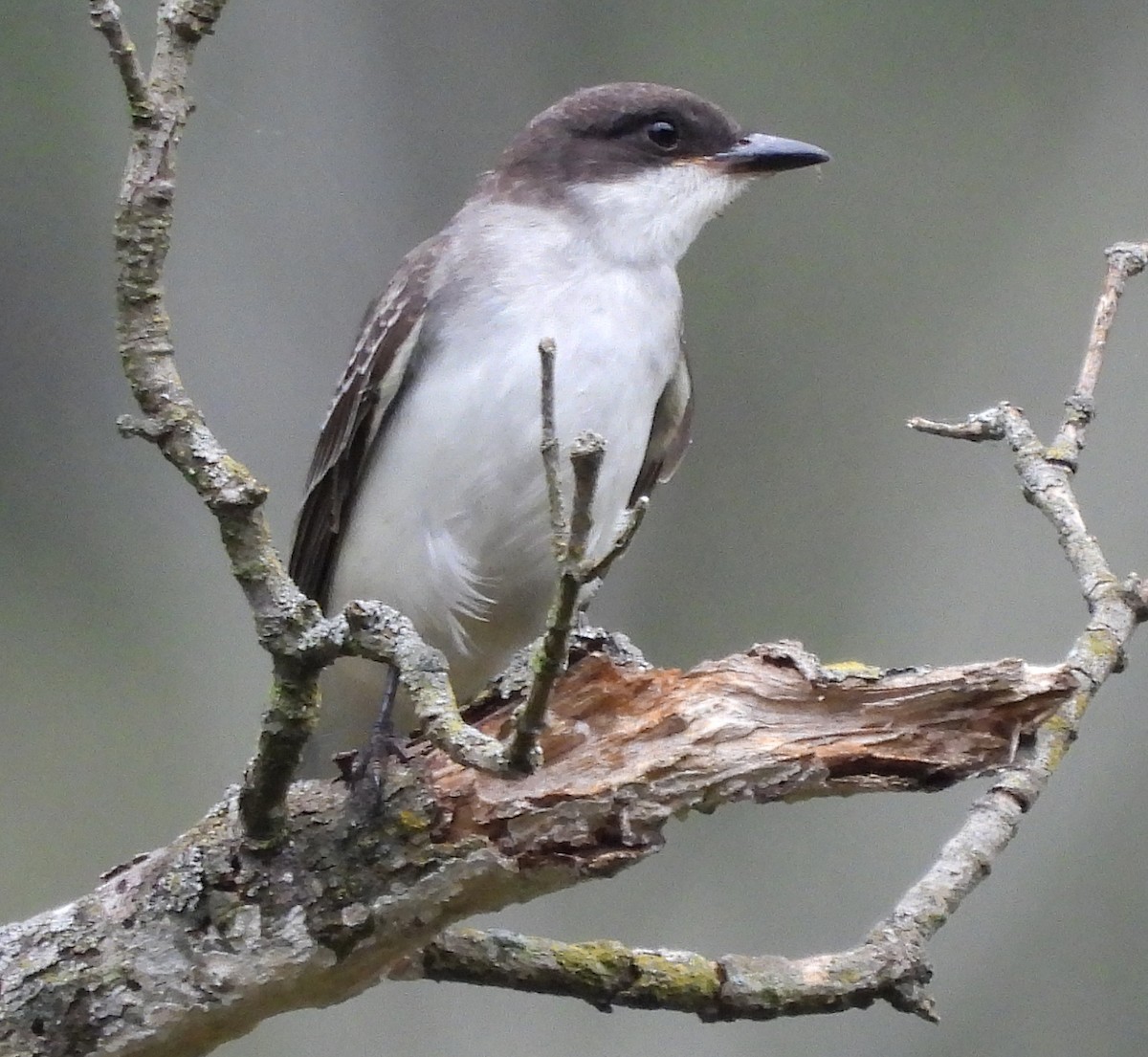 Eastern Kingbird - ML642408342