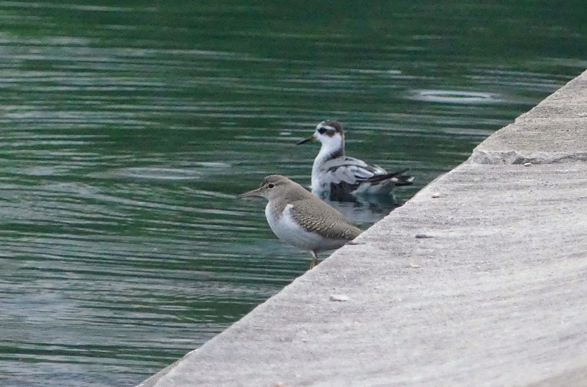 Drosseluferläufer - ML642408345