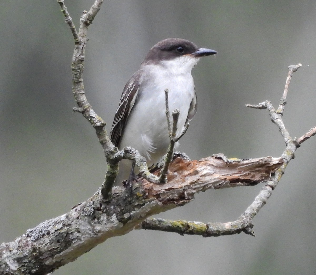 Eastern Kingbird - ML642408357
