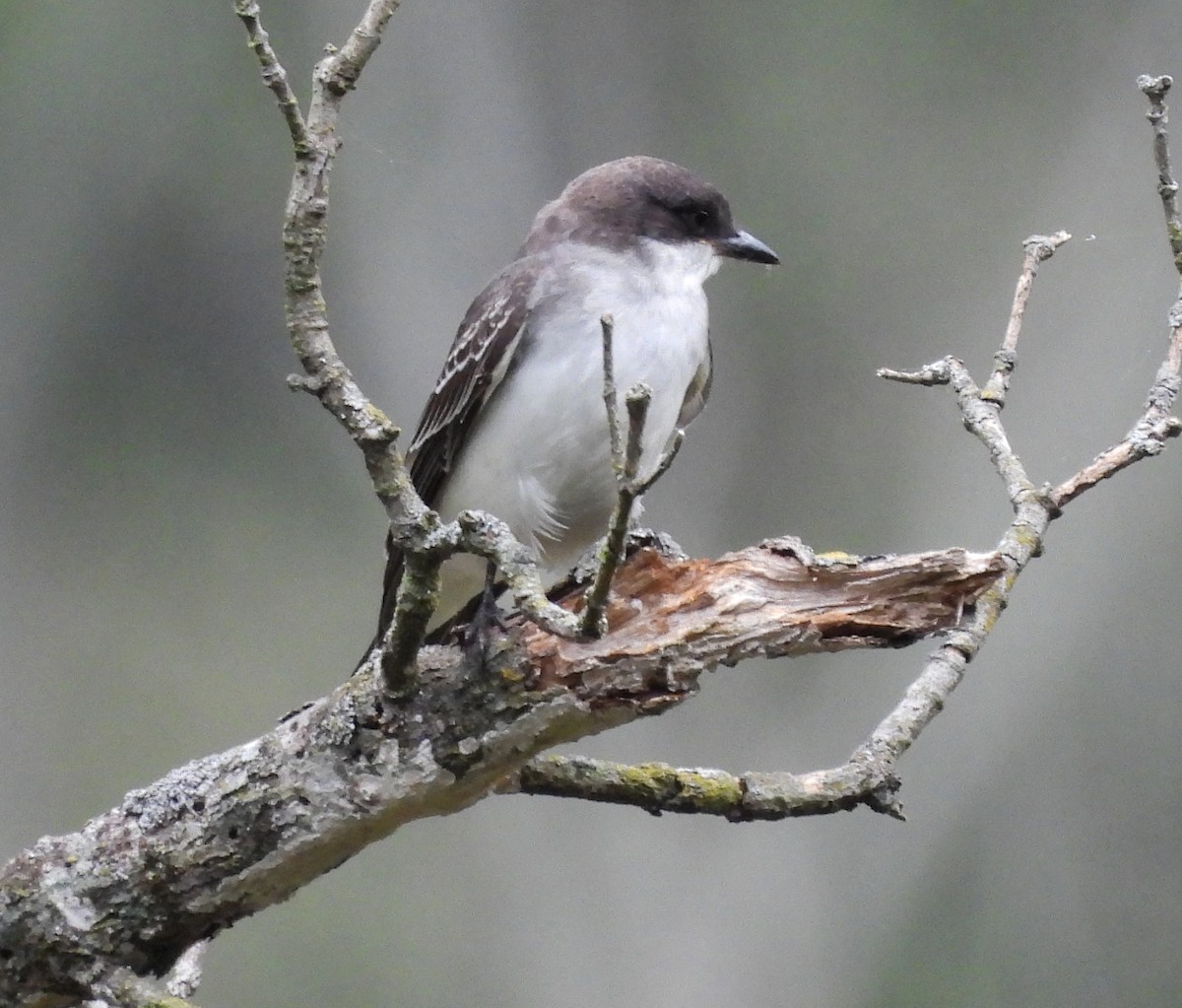 Eastern Kingbird - ML642408358