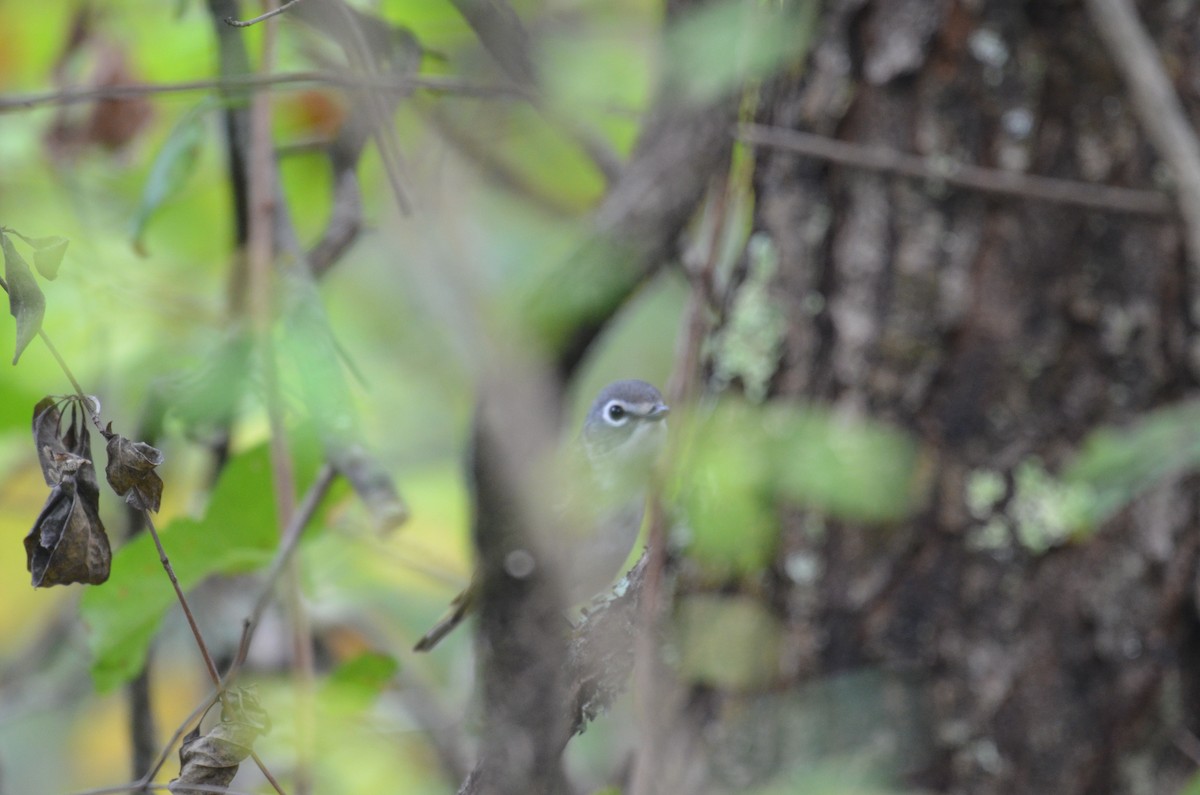 eremittvireo - ML642408381
