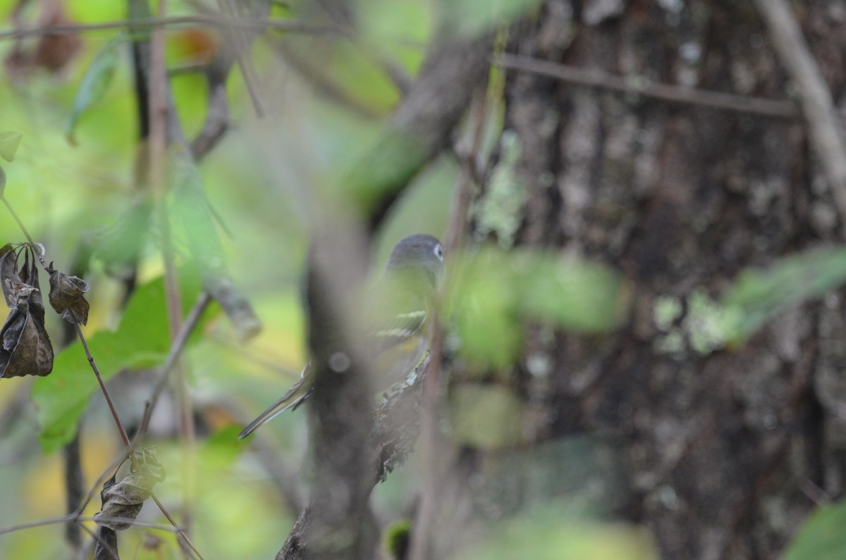 eremittvireo - ML642408382