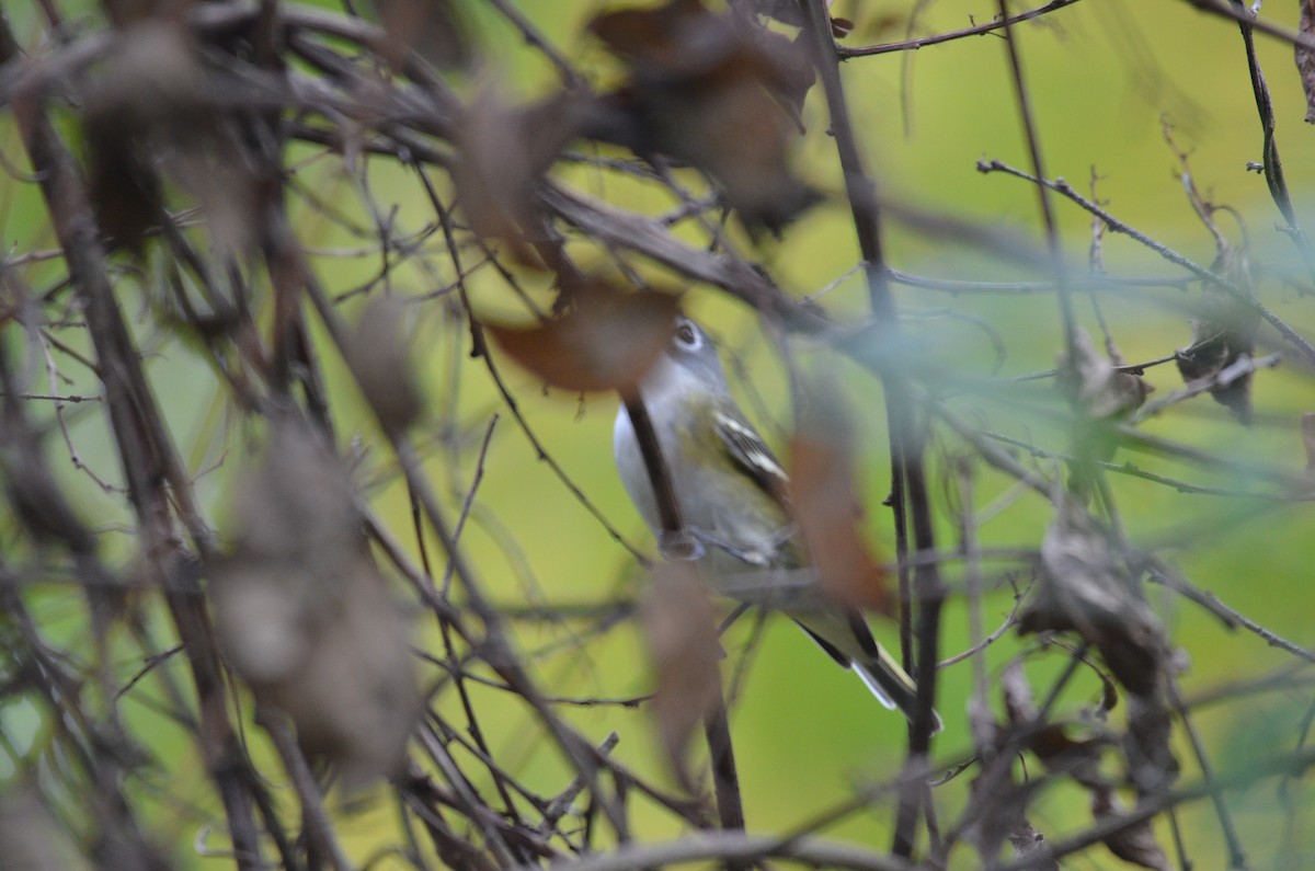 eremittvireo - ML642408383