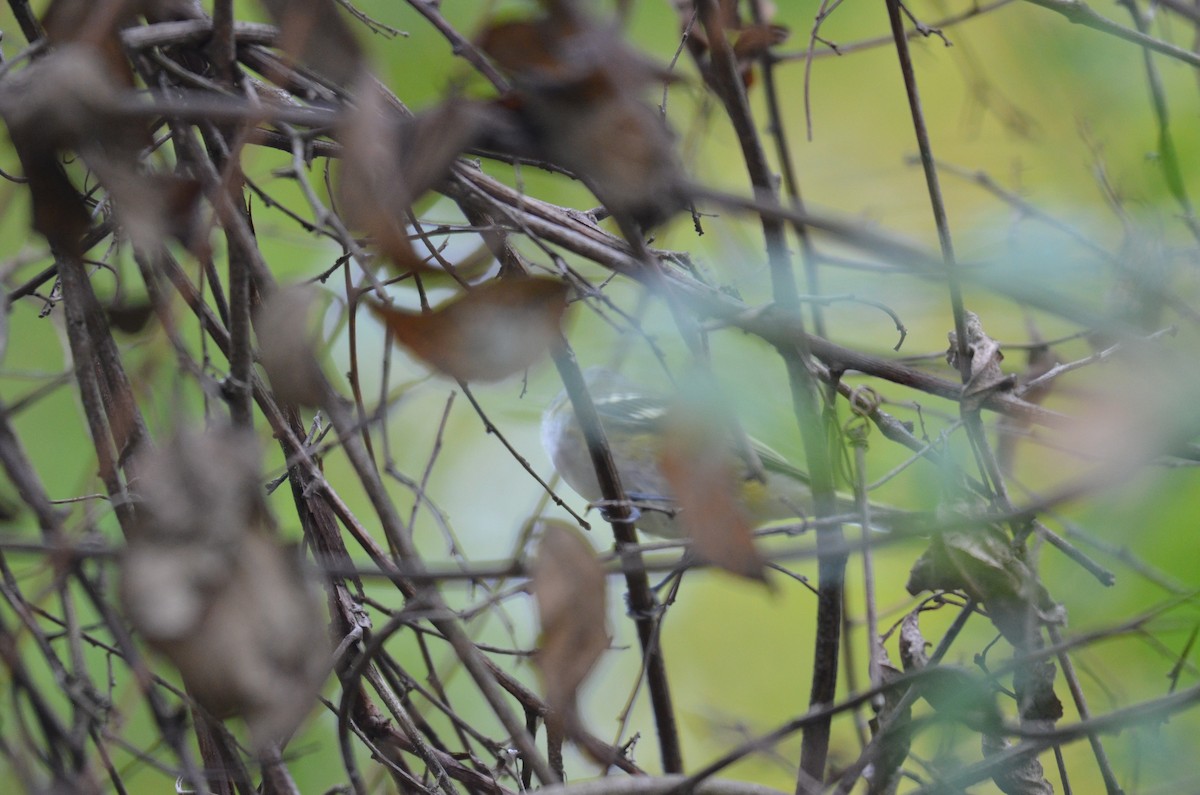 eremittvireo - ML642408384